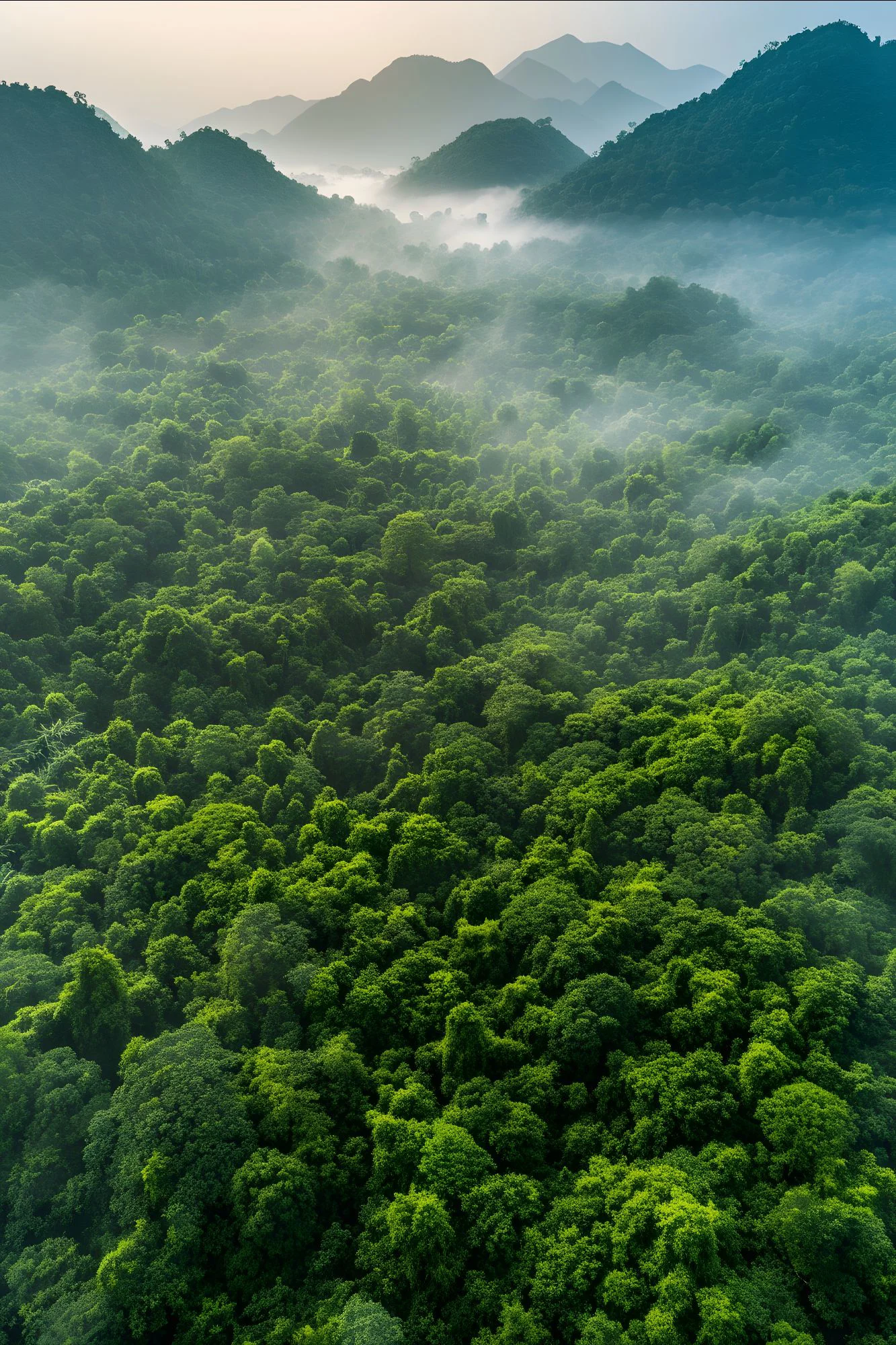 Beautiful Tree Canopy Perspective With Nature Landscape (1)